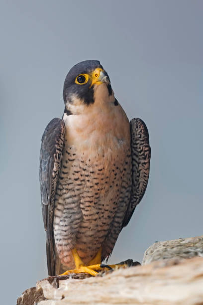 istock Vertical view of a Peregrine Falcon perched on a rock 1286375830