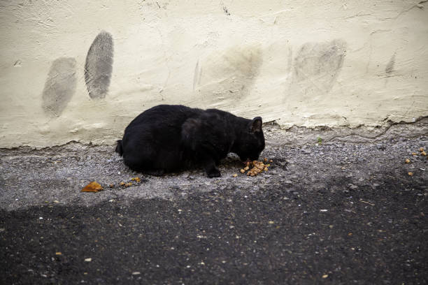 gatti randagi che mangiano per strada - domestic cat animals feeding pet food food foto e immagini stock