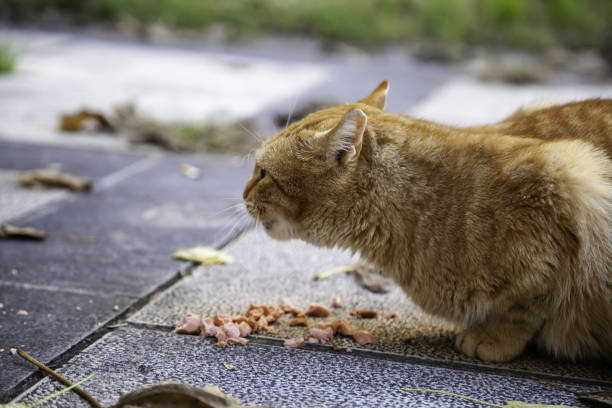 gatti randagi che mangiano per strada - domestic cat animals feeding pet food food foto e immagini stock