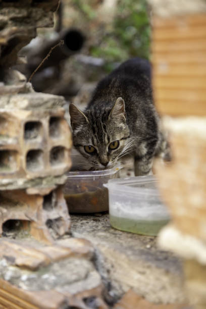 gatti randagi che mangiano per strada - domestic cat animals feeding pet food food foto e immagini stock