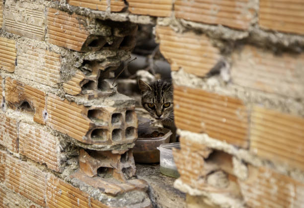 gatti randagi che mangiano per strada - domestic cat animals feeding pet food food foto e immagini stock