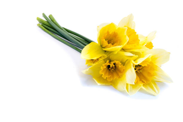 istock Daffodils flowers isolated on white background 1286378364