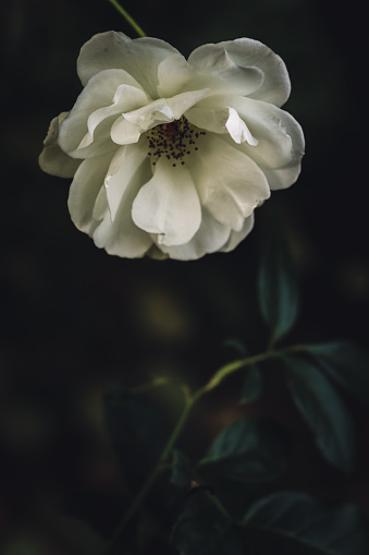One white rose fades in autumn on a dark background