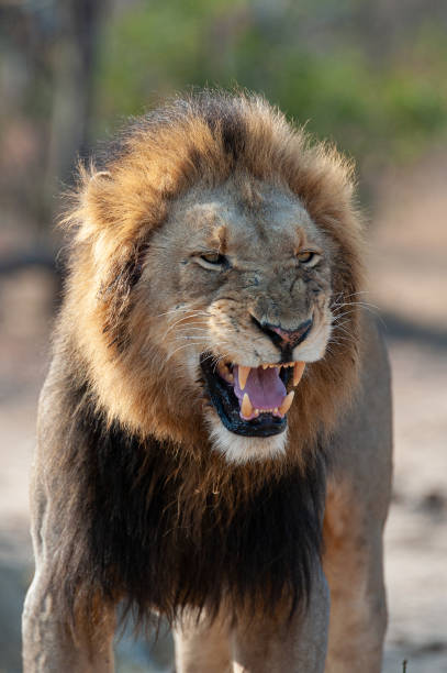 istock Male Lion Flehmen Grimace 1286379554
