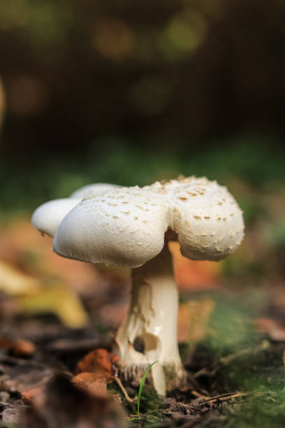 istock One champignon growing in autumn among fallen leaves 1286379565