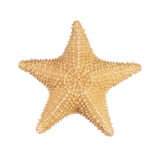 istock Starfish dried skeleton isolated over white background 1286380311