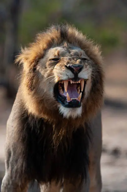 A Mature male Lion seen performing the Flehmen response on a wildlife photographic safari in South Africa