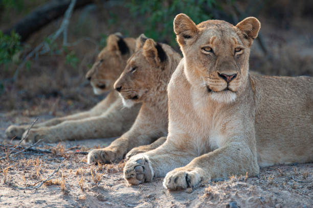 istock Lions on Safari 1286380757