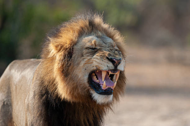 istock Male Lion Flehmen Grimace 1286380915