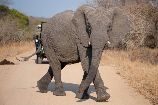 istock Elephant being Viewed on Safari 1286380981