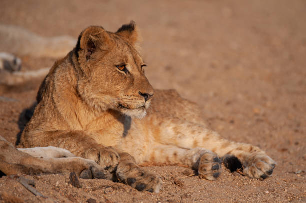 Lion Cub in the wild stock photo