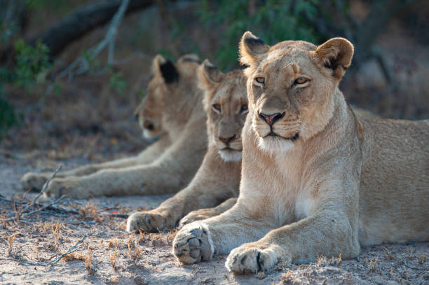 istock Lions on Safari 1286381575