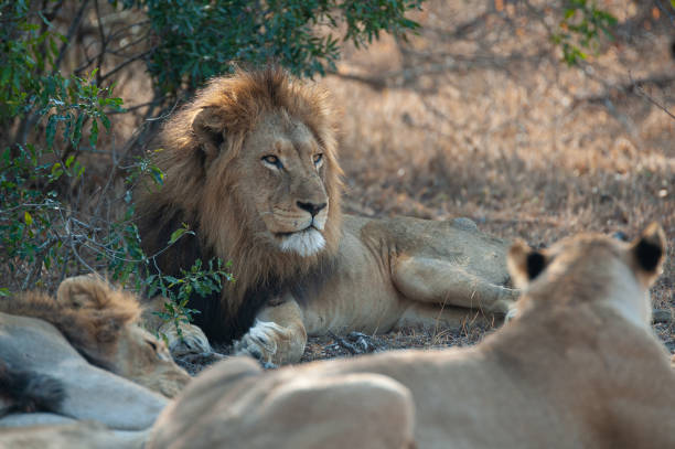 istock Lions on Safari 1286381889