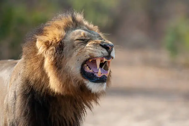 A Mature male Lion seen performing the Flehmen response on a wildlife photographic safari in South Africa