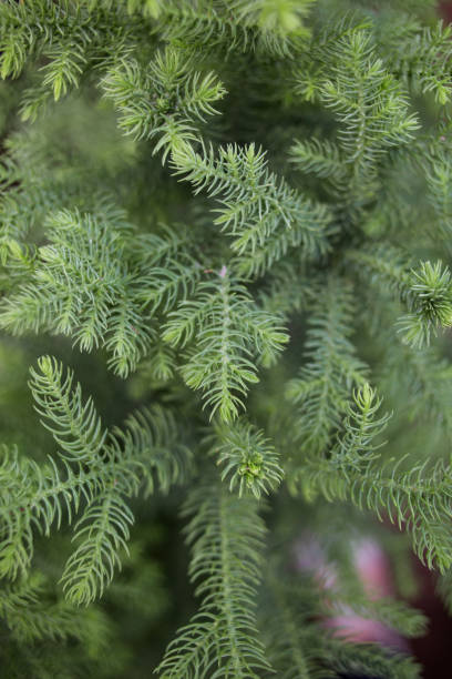 istock coniferous tree branches top view, soft focus. Natural winter background 1286382138