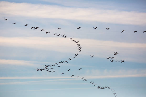 istock Large flock of cranes flying in sky 1286383980