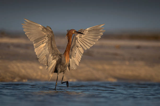 플로리다 해변에서 붉은 송곳리 낚시 - wading bird everglades national park egret 뉴스 사진 이미지