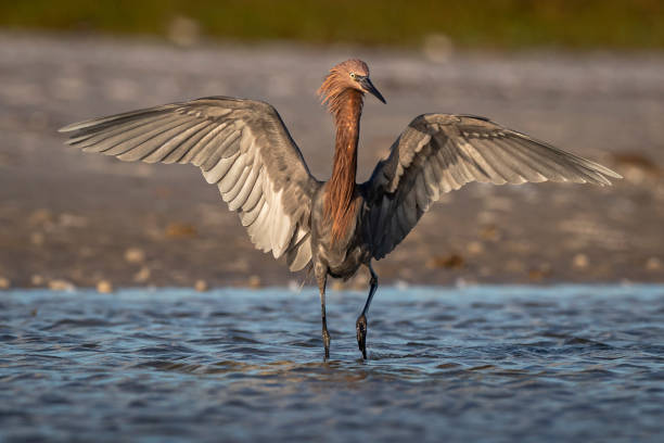 플로리다 해변에서 붉은 송곳리 낚시 - wading bird everglades national park egret 뉴스 사진 이미지