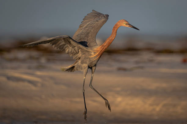 pesca de garza rojiza en la playa de florida - wading bird everglades national park egret fotografías e imágenes de stock