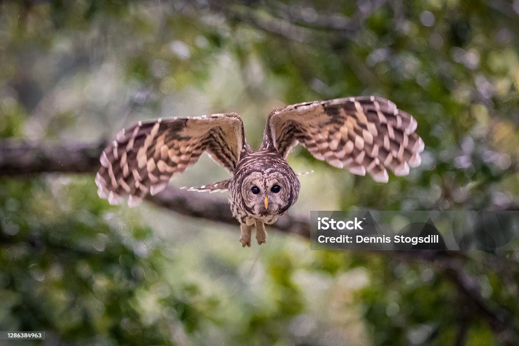 Barred owl in flight Barred owl Barred Owl Stock Photo