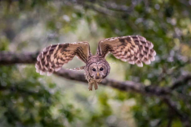Barred owl in flight stock photo