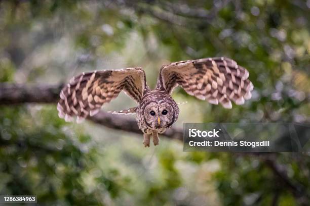 Barred Owl In Flight Stock Photo - Download Image Now - Barred Owl, Flying, Screech Owl