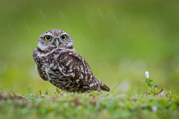 istock Burrowing owl in purple flowers 1286385022
