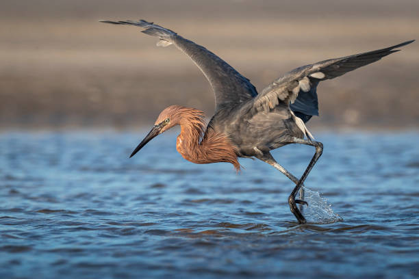 플로리다 해변에서 붉은 송곳리 낚시 - wading bird everglades national park egret 뉴스 사진 이미지