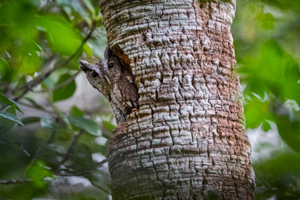 istock Screech owl in snag 1286385080