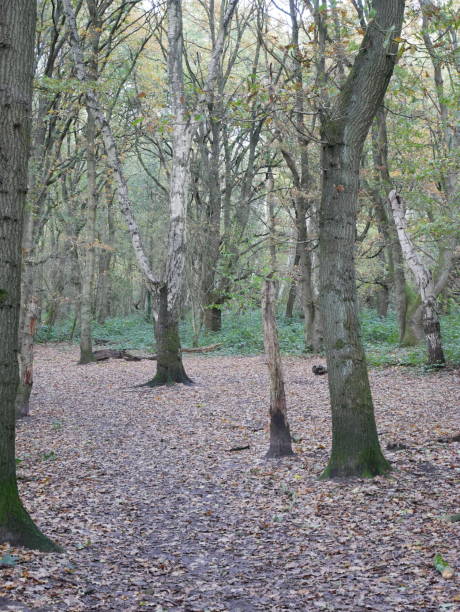 istock Grey trees in the autumn woods 1286385199