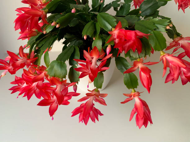 cacto de natal florescendo com flores rosa vermelhas - flower pot potted plant cactus single flower - fotografias e filmes do acervo