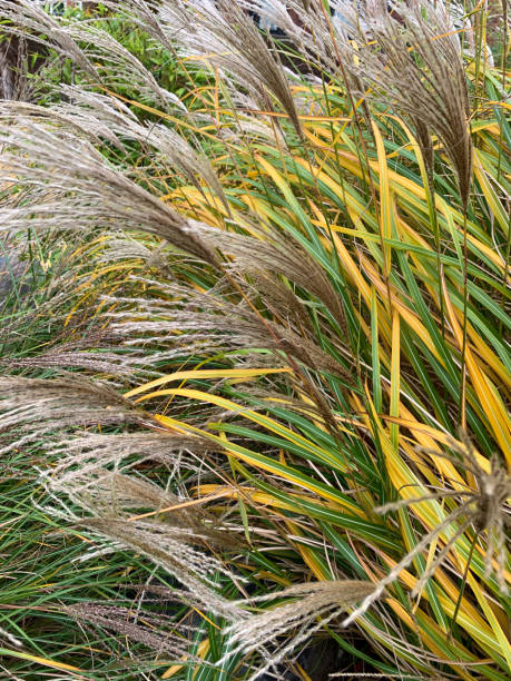 istock Decorative plant Chinese reed with spikelets 1286385387