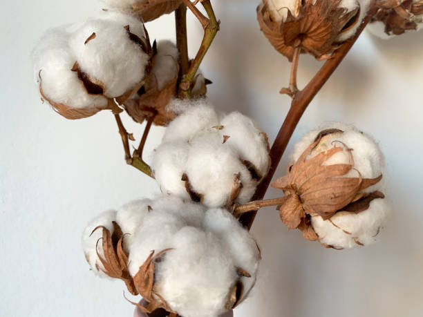 istock Dry branches with fluffy cotton flowers 1286385974