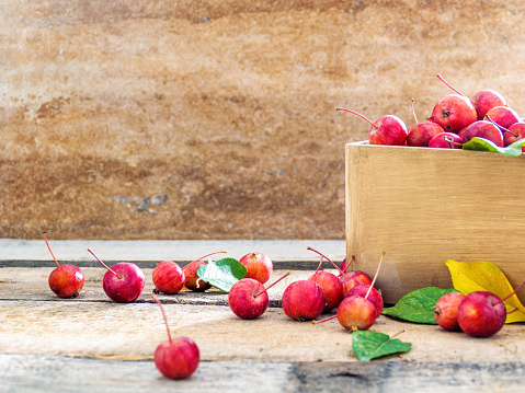 Miniature Japanese Apples in a Wooden Case After Harvest