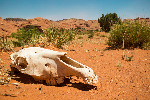Horse skull in Monument Valley Navajo Tribal Reservation, Arizona, USA.