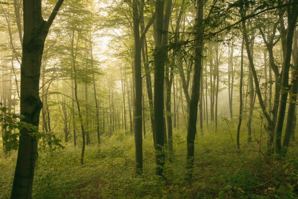 istock Forest in Lake Solina area 1286386528