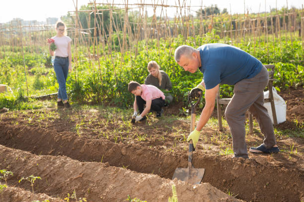 istock Man gardener digging soil in vegetable garden 1286386767