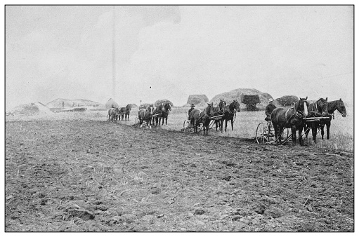 Antique black and white photo of the United States: Plowing in Minnesota
