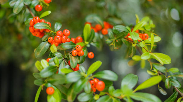 Pointleaf Manzanitas Hanging From a Bush in Colorful Mexico City Picture of a bush of small round orange peach-like fruits called Arctostaphylos pungens bearberry stock pictures, royalty-free photos & images