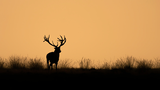 Silhouette of a Red deer (Cervus elaphus) stag in rutting season on the field of National Park Hoge Veluwe in the Netherlands during sunset. Forest in the background. Yellow background.