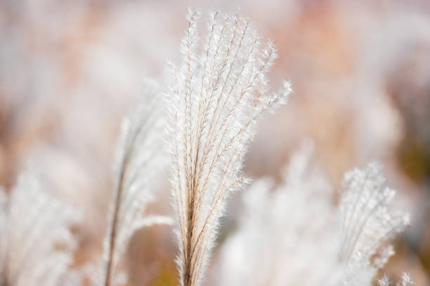 istock silver grass ears shining in Japan 1286390637