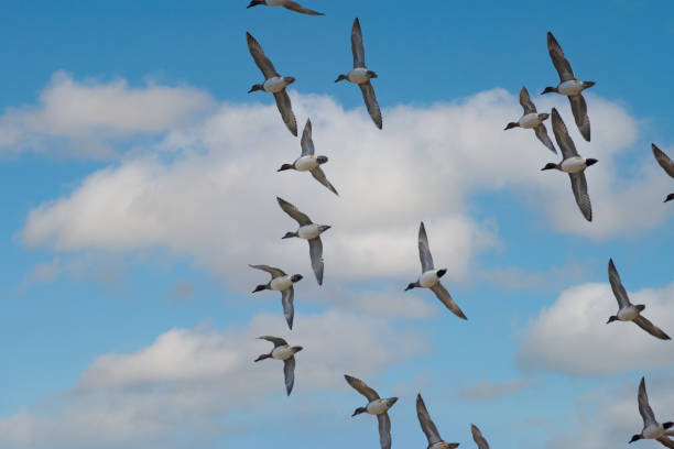 istock eurasian wigeons flying in blue sky 1286390645
