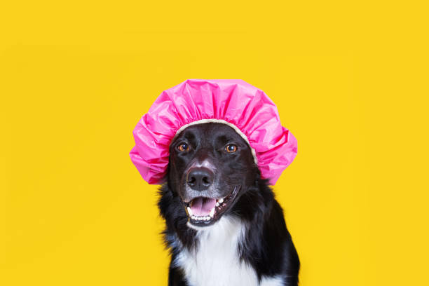 ritratto ravvicinato di un border collie in un cappello da doccia su sfondo giallo. - puppy isolated animal cute foto e immagini stock