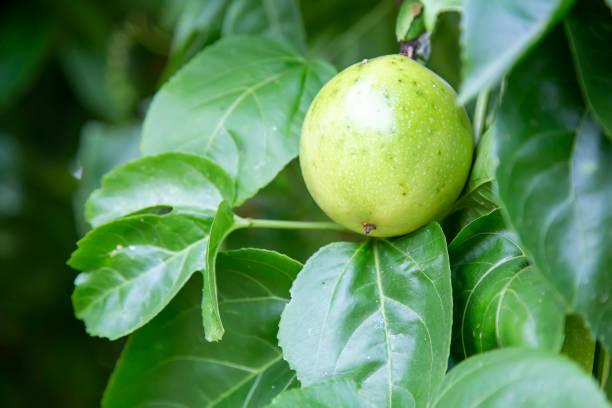 istock Passion fruit on a tree with blurred green background. Green raw fruit on the vine with green leaf. 1286395132