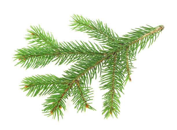istock Christmas tree branch isolated on a white background. Fir tree branch. Pine tree branch. 1286396400