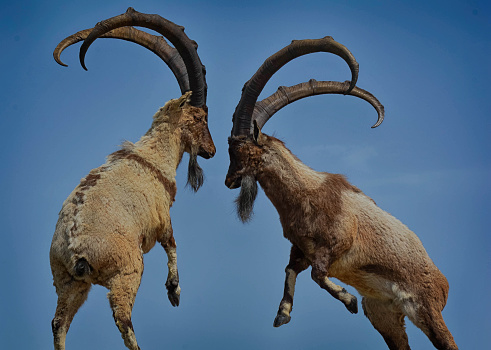 wild goats fight