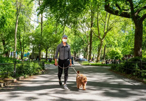 Young asian woman walking her miniature goldendoodle in Madison square park in New York City during the covid-19 pandemic