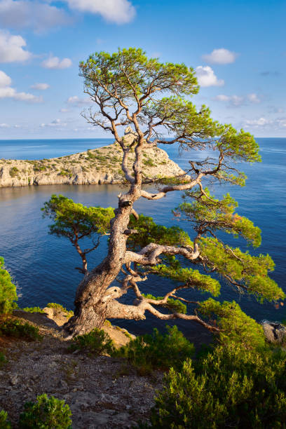 Old pine tree growing on rock, blue sea and sky, Crimea