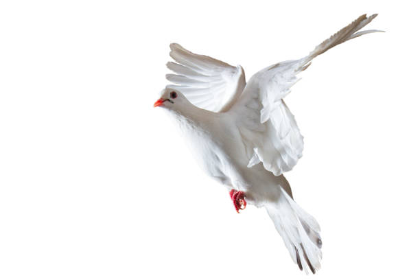 istock white sacred dove flying on white background 1286397869