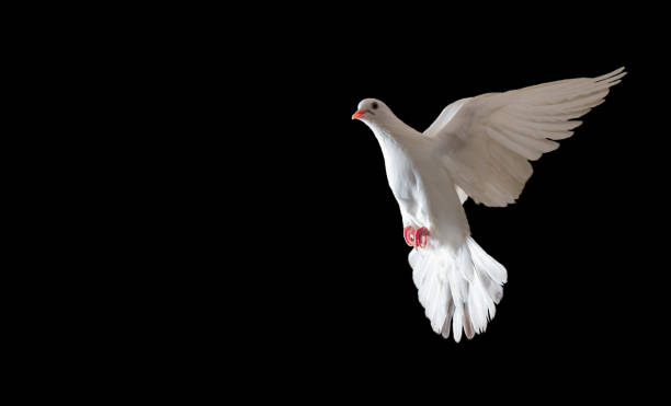 istock white dove sacred bird flying on black background 1286397871